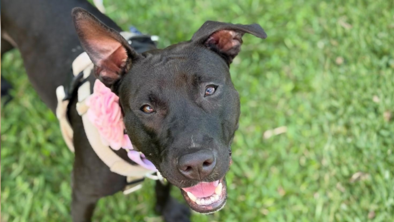 Pet of the Week: Pele
